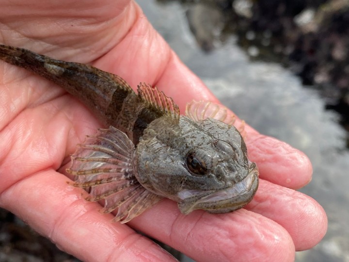 Smoothead Sculpin